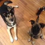 Jasper Raven Gart - @gartdogs - Instagram