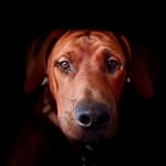 Jasper - @jasper.the.rhodesian.ridgeback - Instagram