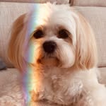 Jasper Rogers - @jasperr_the_malshi - Instagram