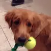jasper rogers - @jasper_the_golden - TikTok