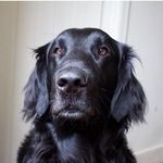 Jasper & Ross - @highlandflatcoats - Instagram