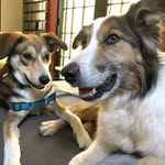 Bark Rothko + Jasper Dog - @rothkoandjasper - Instagram