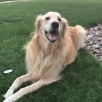 Jasper Roth - @jasper_golden - Instagram