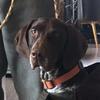 JAPSER SANDERS🐶 - @jasper_sanders1520 - TikTok