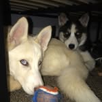 Jasper & Bella Savage - @thejbsavages - Instagram