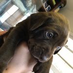Jasper Perez - @jasper_the_savage - Instagram