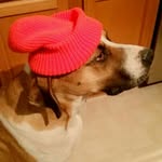 Jasper the Savage - @baller.jasper - Instagram