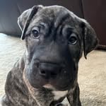 Jasper - @jaspersharpei - Instagram