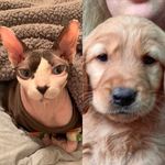 Jasper & Tucker - @life.with.jasperandtucker - Instagram
