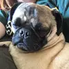 Jasper,tucker, Zeus - @zeus_jasper_tucker_ - TikTok