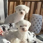 Tucker & Jasper Holden - @tuckerandjasperholden - Instagram