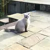 Jasper 💙🐱 - @jasper_walker07 - TikTok