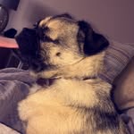 Odie Jasper Ward - @odie.jasper.ward - Instagram