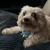 Jasper - @jasperwright1 - TikTok