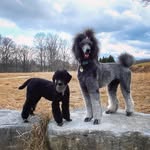 Jasper Wright - @stoic_jasper_and_sweet_sophie - Instagram