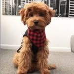 Jasper Wright - @puppy_jasper7 - Instagram
