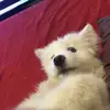 jasveer sidhu - @jazzysidhu299 - TikTok