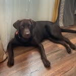 Java Brown Walker - @java_brown_ - Instagram