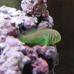 Javan Piliwale Wilson - @hawaiianreefhobby101 - Instagram