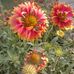 M Javed Awan - Facebook