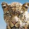javedbhatti3778 - @javedbhatti3778 - TikTok