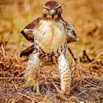 Javed Bukhari - @javed.bukhari.750 - Instagram