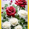 Javed Ghazi - @javed.ghazi4 - TikTok