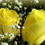 Javed Gul - @gul19101990 - Instagram