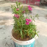 javed iqubal - @iqubal142 - Instagram