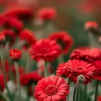 Javed Roshan - Facebook