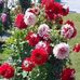 Javed Saeed - Facebook