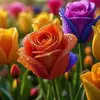 Javed Siddique - @javed.siddique7 - TikTok