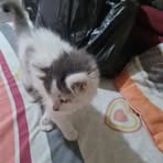 Javed Tai - Facebook