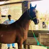 Ch_Fakhar_Virk❤️ - @javedvirk08 - TikTok