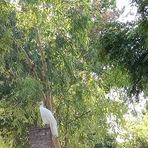 Javed Virk - Facebook