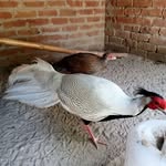 Javed Virk - @javed.virk.332 - Instagram