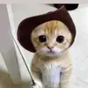 Javeed Ali - @javeedali - TikTok