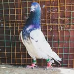 MD. Javeed Ali_ - @javeed_ali_09_ - Instagram