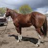 Caballos de Lazo #JA - @almanzajavier - TikTok