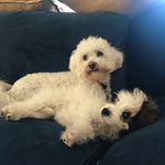 Sophie & Javier Bass - @sophieandjavier - Instagram
