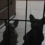 Javier samuel (sammy) Botello - @cookiemoney_puppyrose - Instagram