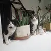 Javier Carrera - @javiercarrera221274 - TikTok