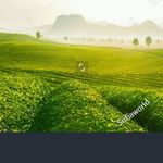 Javier Eckhardt - @javiereckhardt533596 - Instagram