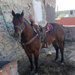 Javier Gurrola Gonzalez - @ganadodelacopa - Instagram