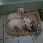 Javier Ortegon - @ortegon4408 - Instagram
