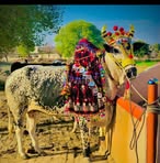 Jawaid Malik - Facebook