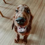 Jax Allen The Irish Setter - @jax_irishsetter - Instagram
