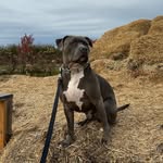 Jax 🐾 - @jaxmurphybrown - Instagram