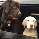 Jax & Murphy - @lifeofjax_and_murph - Instagram