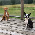 Jax & Murphy - @jaxtheboston_terrier - Instagram